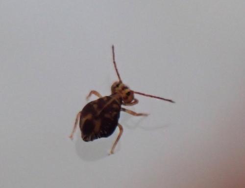 Réf. 327 751 : Dicyrtomina ornata